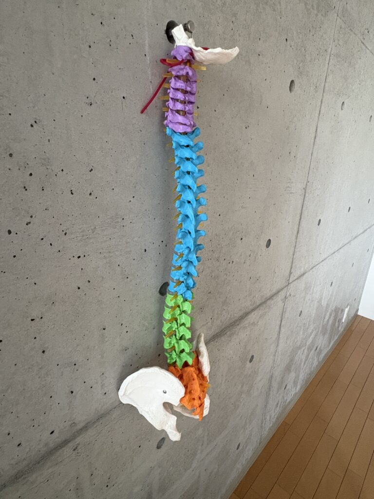 背骨のS字カーブの役割とは?