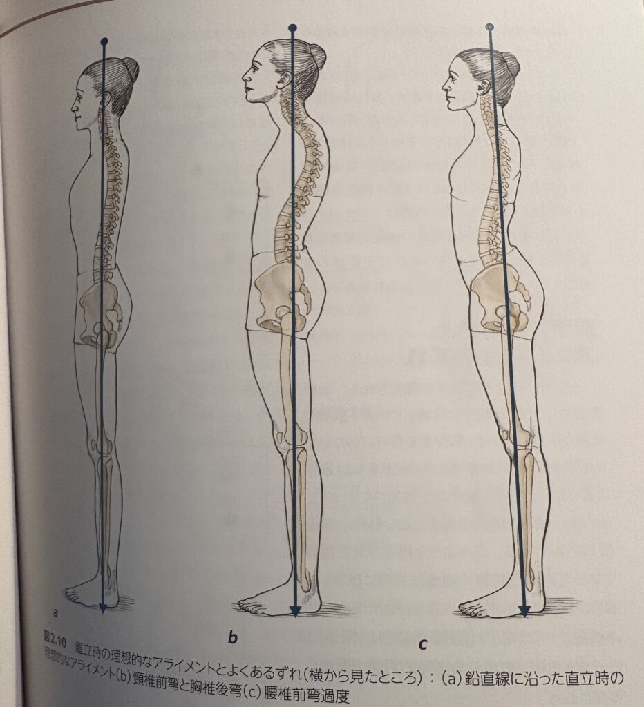 脊柱のアライメントで大切なこと 背骨を考える