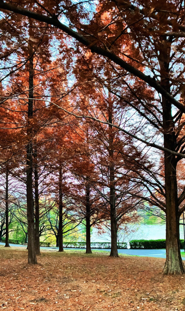 休みの日は頭をリセット！チェアリングいい感じ♪